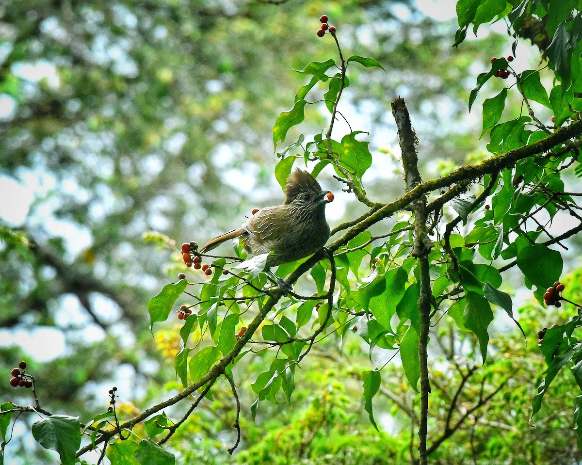 Striated Laughingthrush - ML635828470