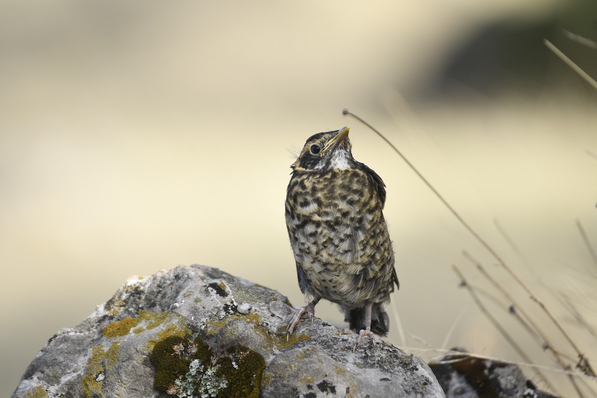 Rufous-collared Robin - ML635828516