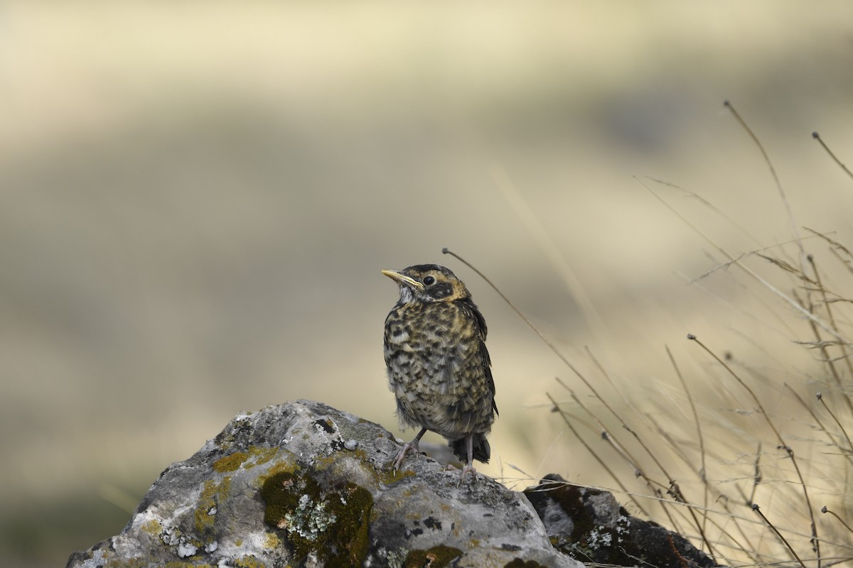 Rufous-collared Robin - ML635828517