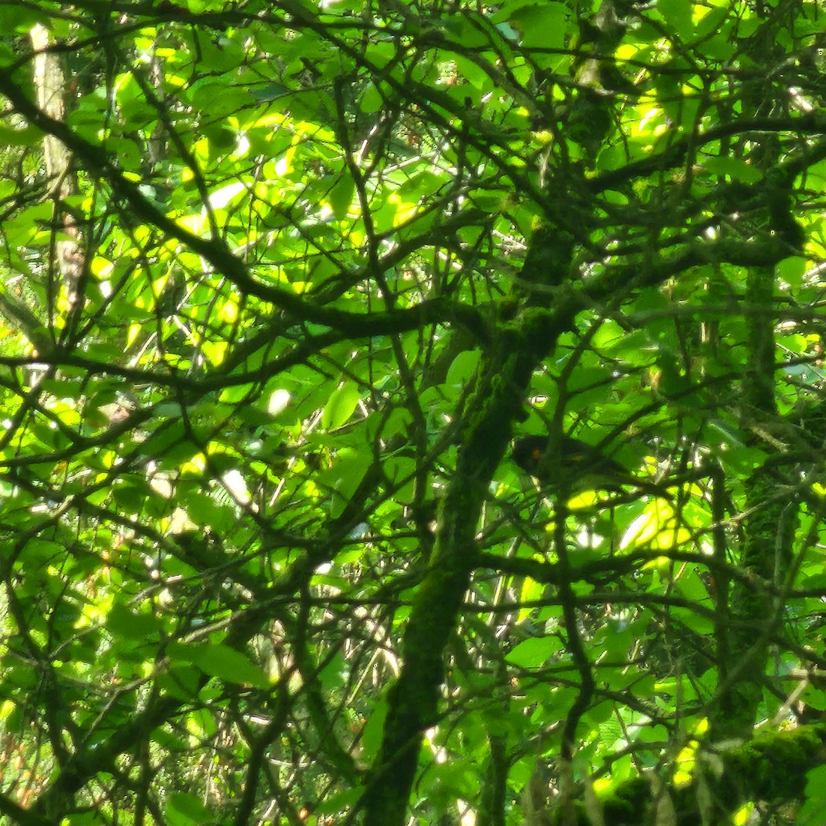 American Redstart - ML635828661