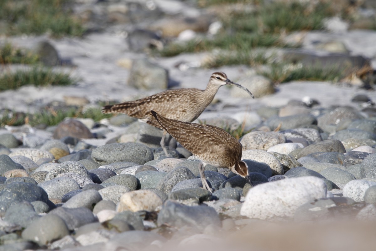Hudsonian Whimbrel - ML635828829