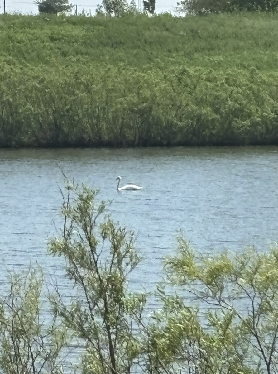 Cisne Vulgar - ML635828845