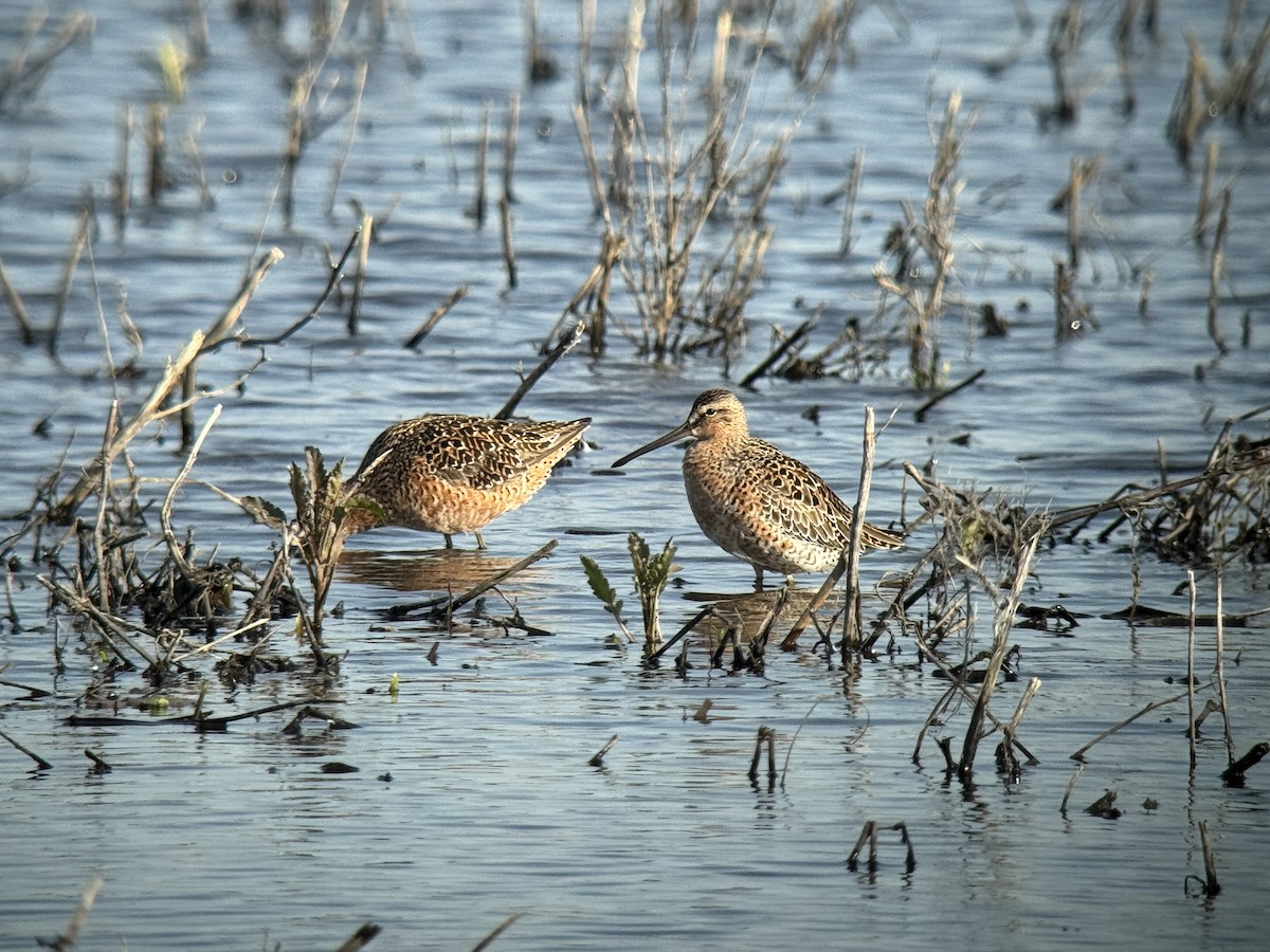 Long-billed Dowitcher - ML635828970