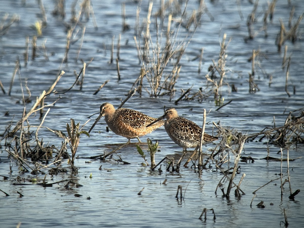 Long-billed Dowitcher - ML635828971