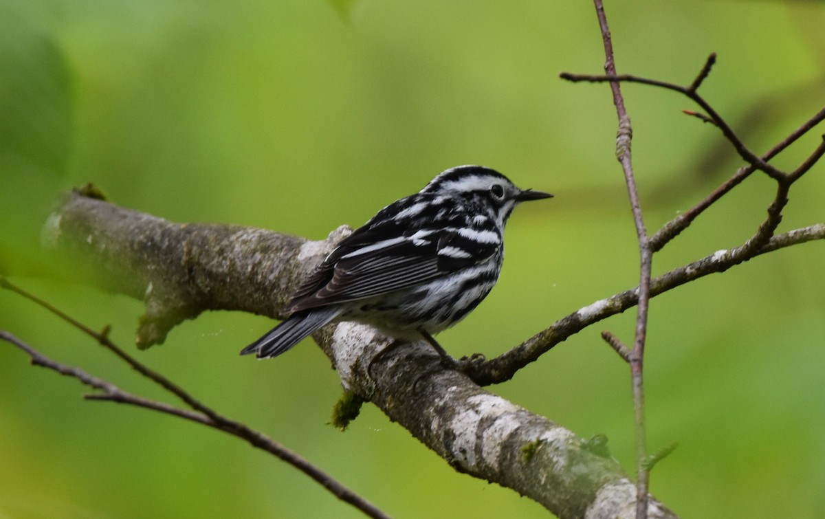Black-and-white Warbler - ML635828979
