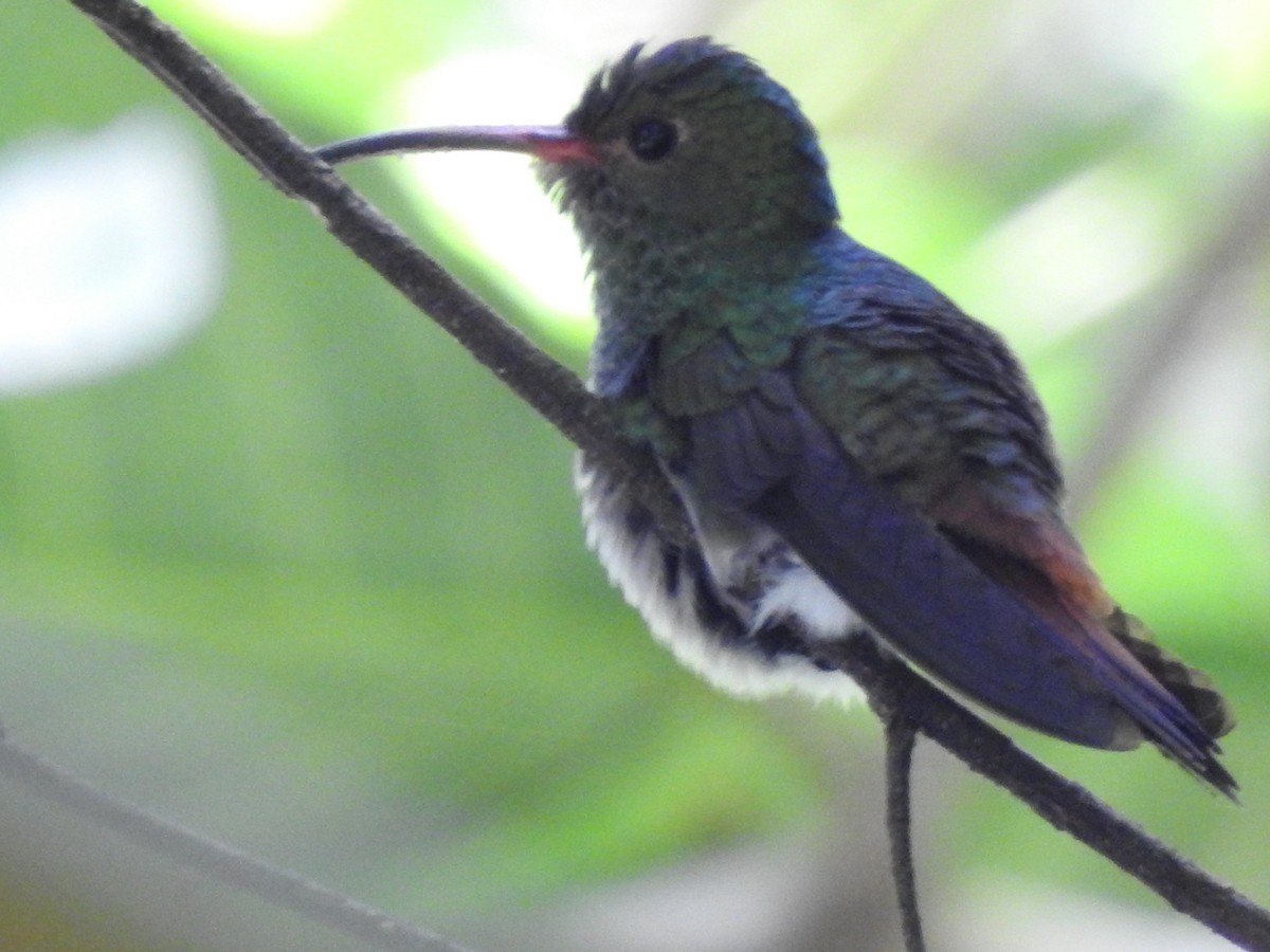 Rufous-tailed Hummingbird - ML635828992