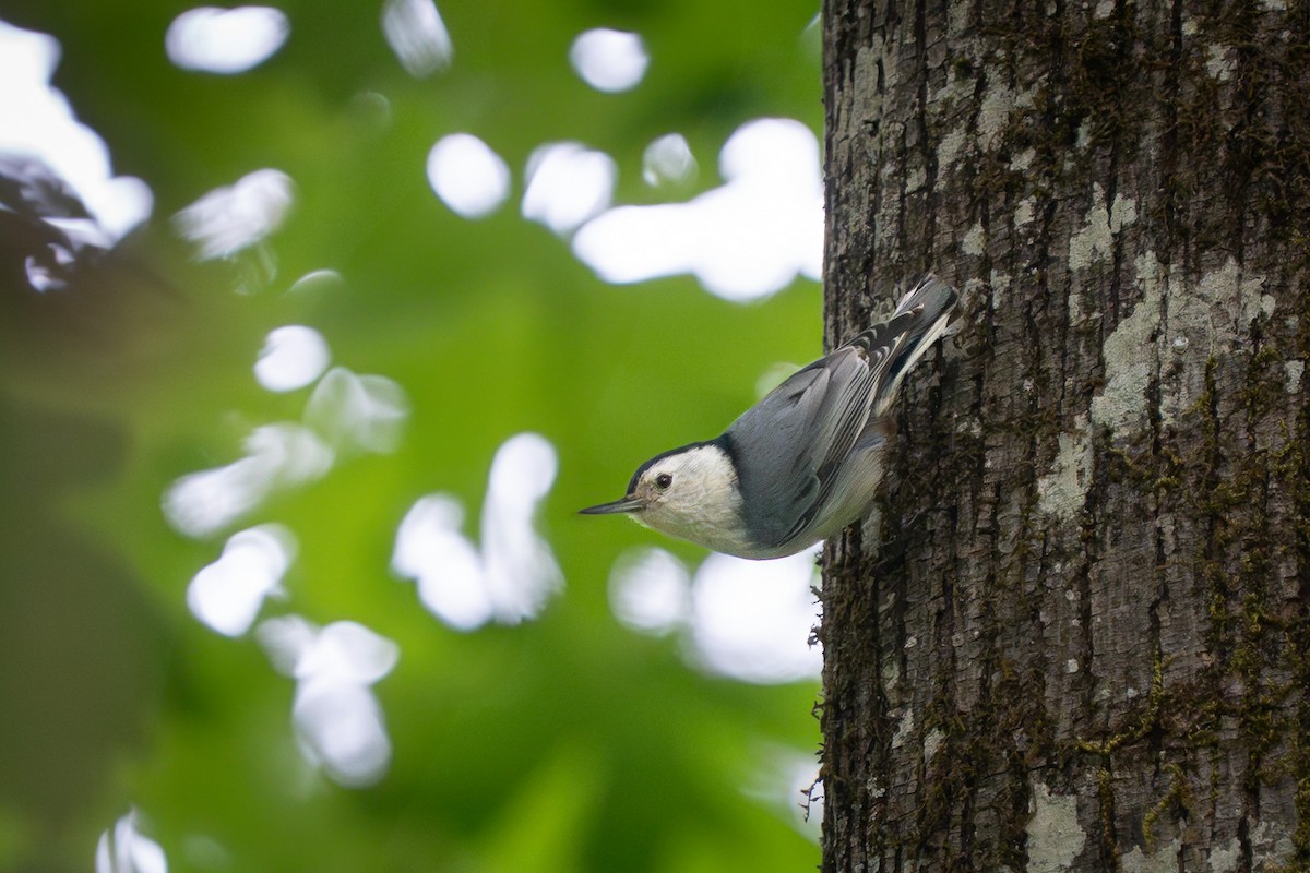 White-breasted Nuthatch - ML635829208