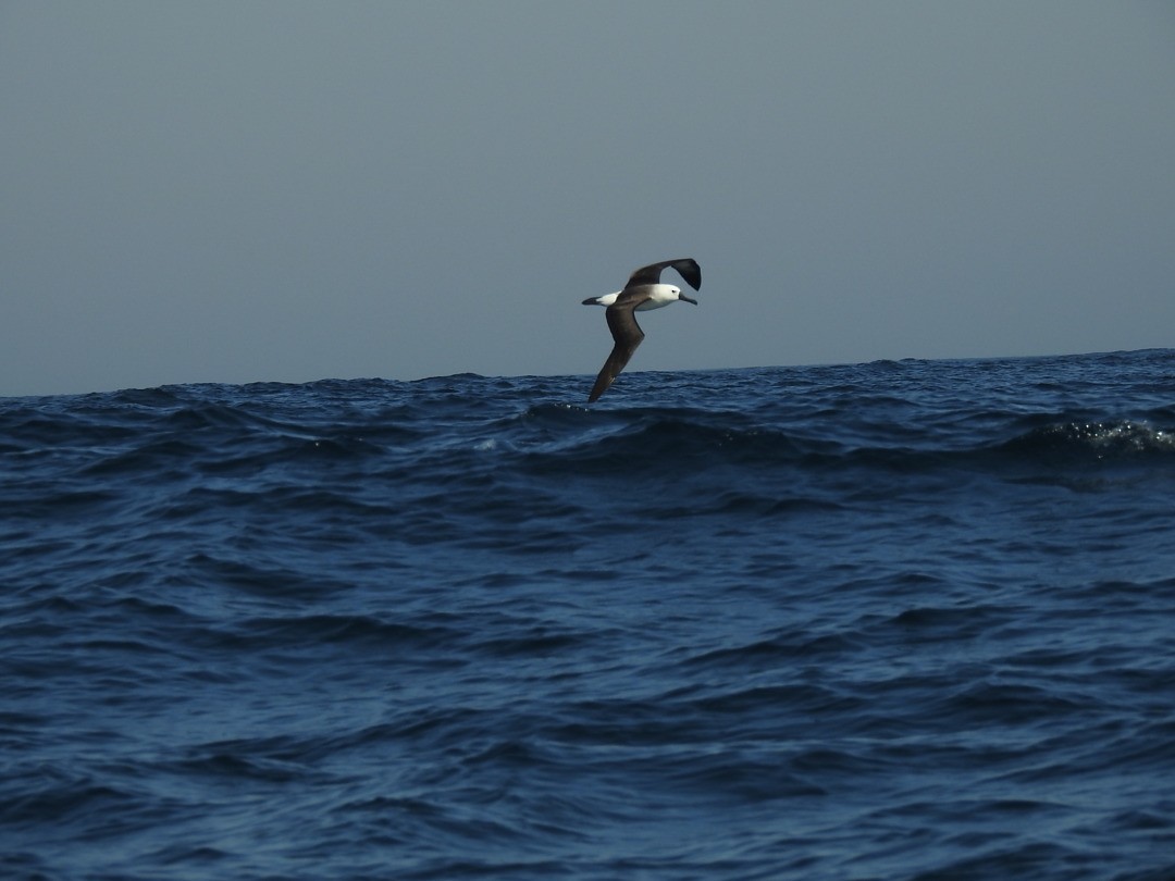 Atlantic Yellow-nosed Albatross - ML635829236