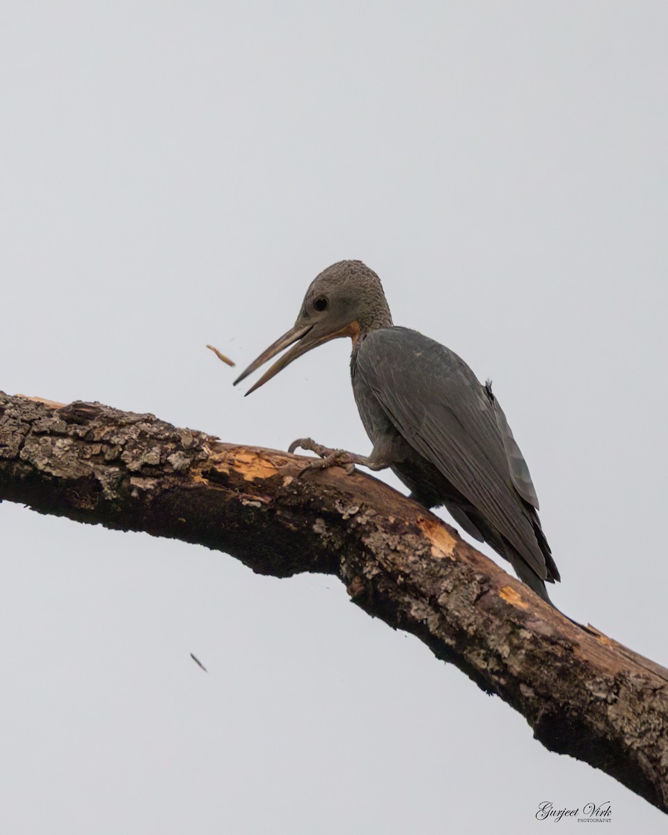 Great Slaty Woodpecker - ML635829272
