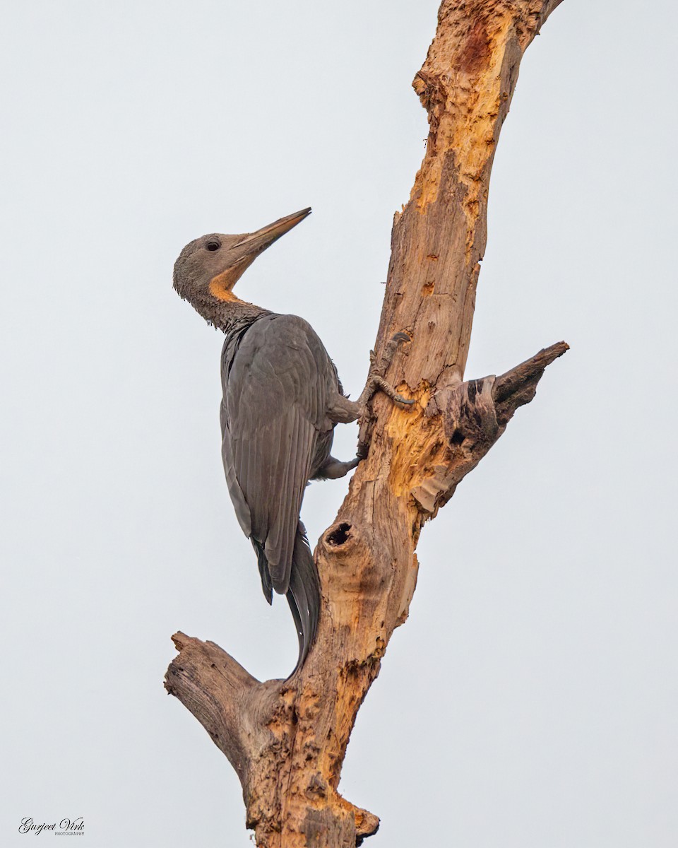 Great Slaty Woodpecker - ML635829273