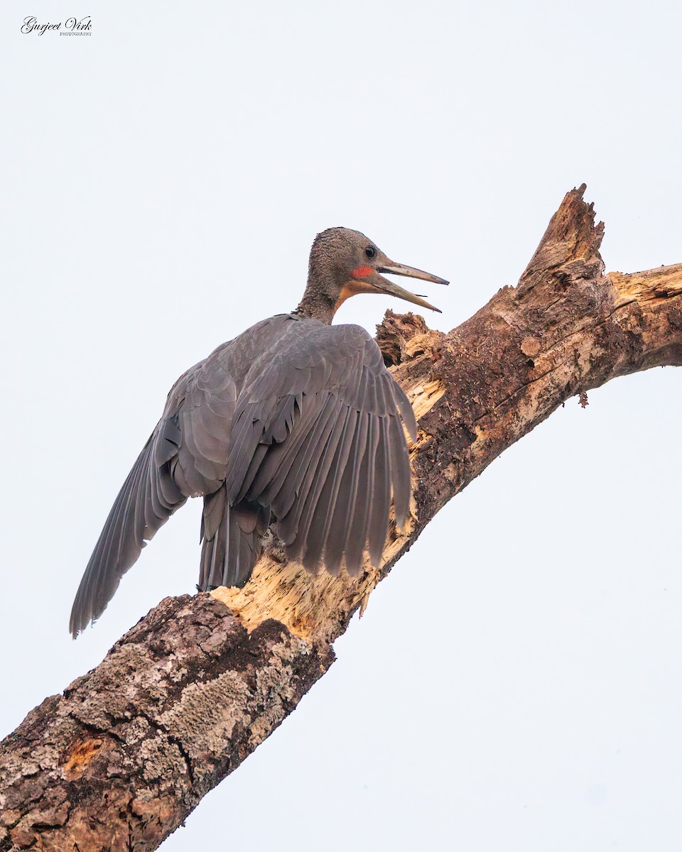 Great Slaty Woodpecker - ML635829274