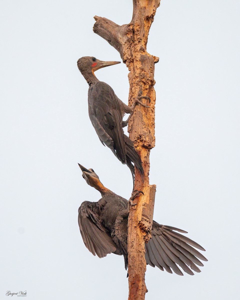 Great Slaty Woodpecker - ML635829275