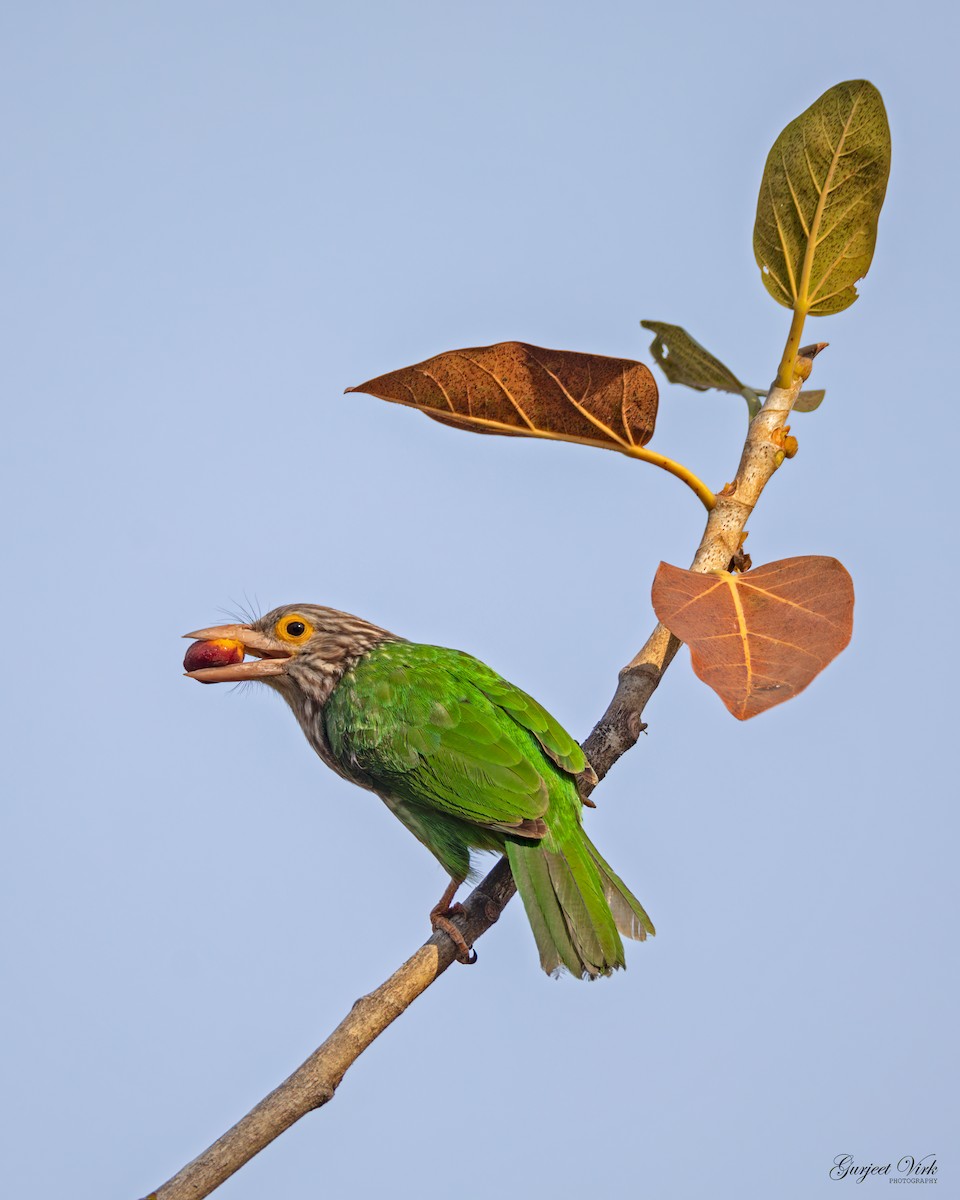 Lineated Barbet - ML635829280
