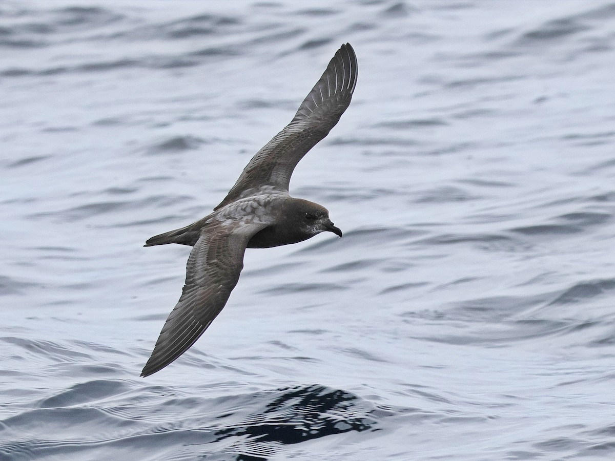 Murphy's Petrel - ML635829294