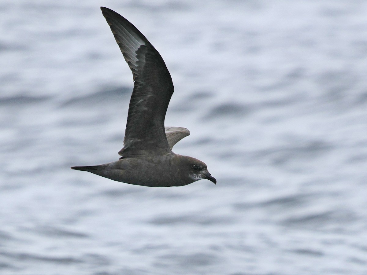 Murphy's Petrel - ML635829296