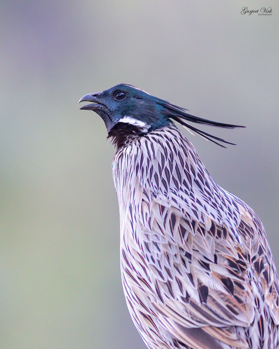 Koklass Pheasant - ML635829323