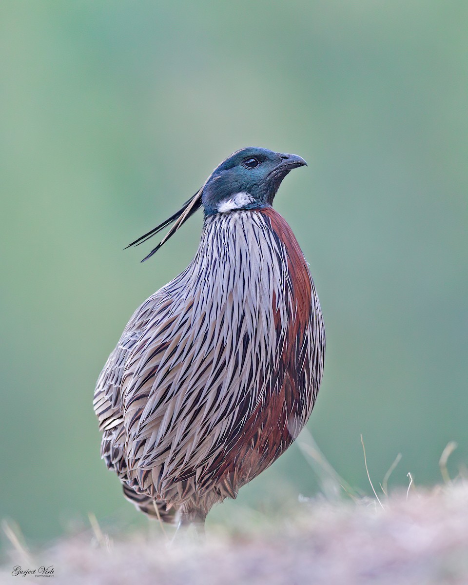 Koklass Pheasant - ML635829324