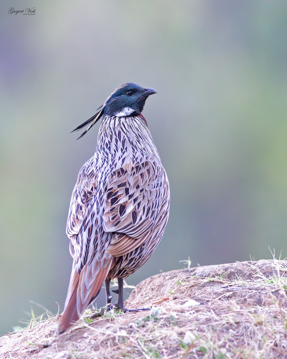 Koklass Pheasant - ML635829326