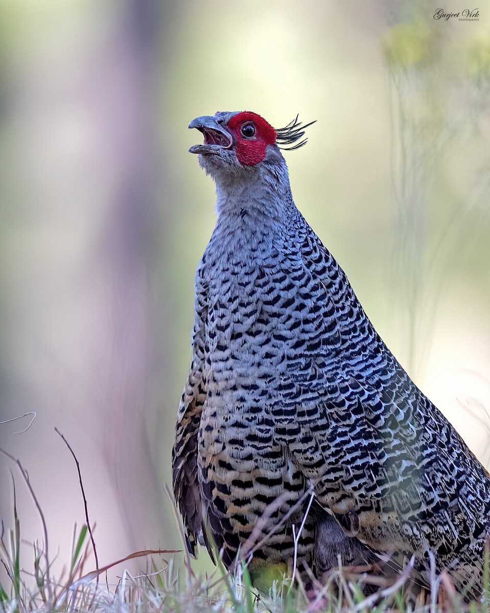 Cheer Pheasant - ML635829350