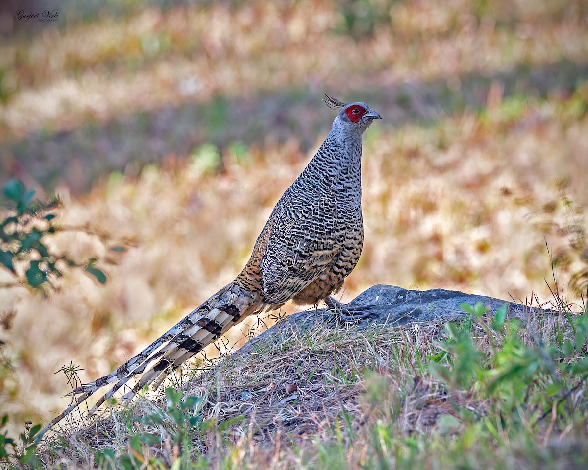 Cheer Pheasant - ML635829354