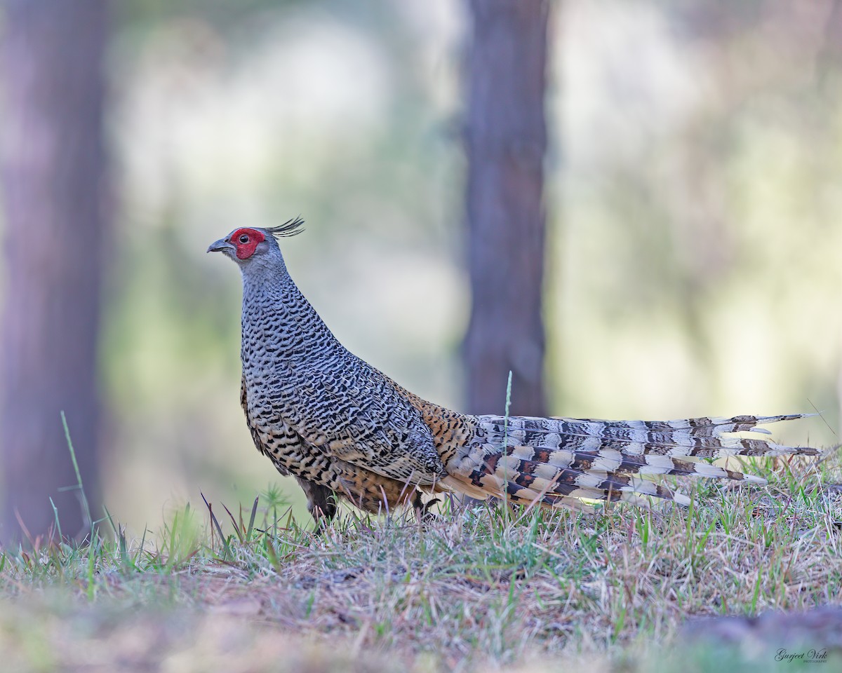 Cheer Pheasant - ML635829356