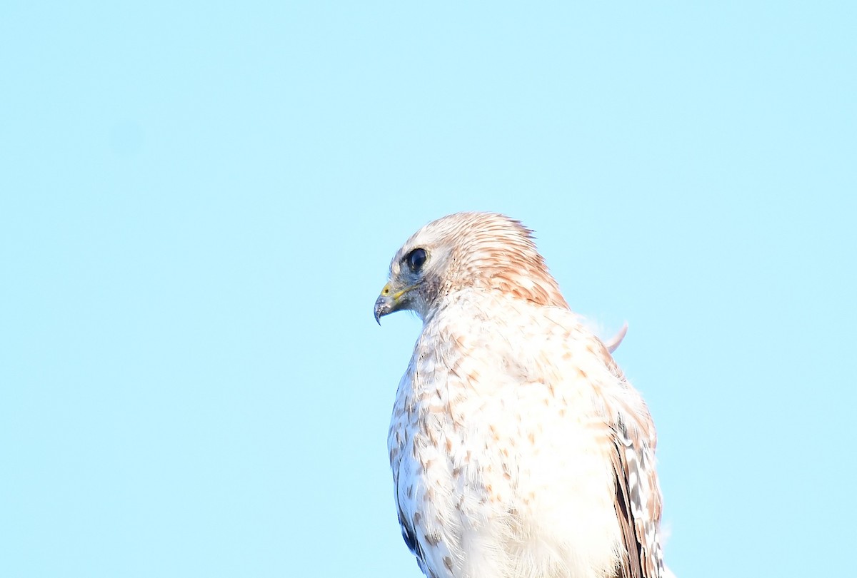 Aerospiza, Tachyspiza, Accipiter ou Astur sp. - ML635829419