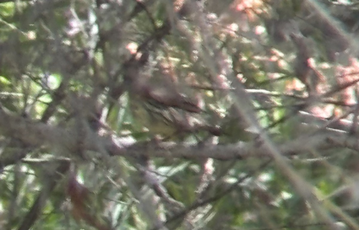Northern Waterthrush - ML635829454