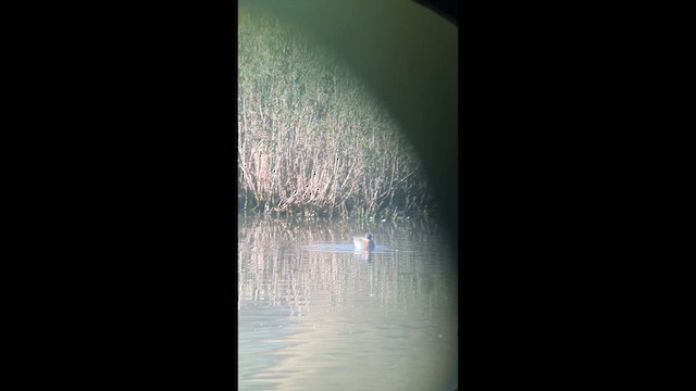 Red-necked Phalarope - ML635829461