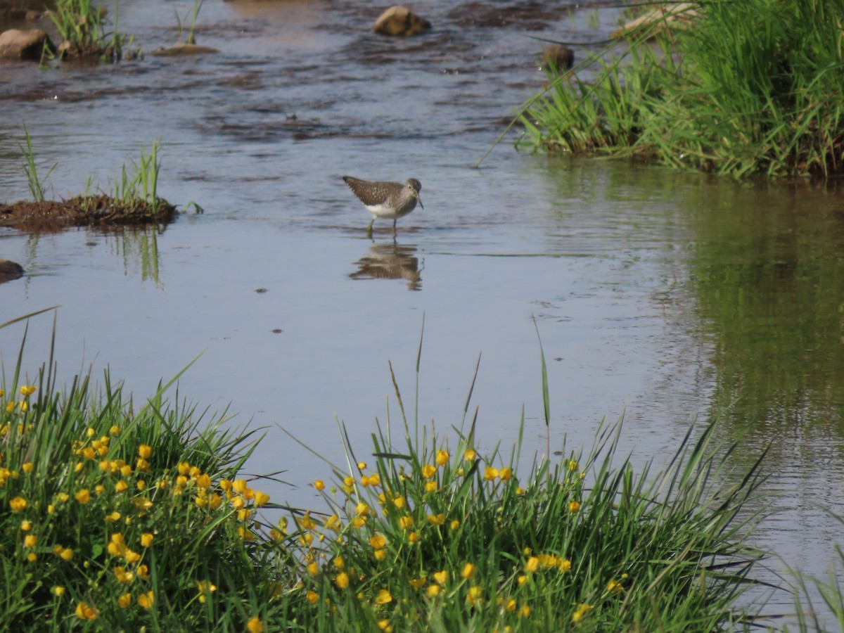 Solitary Sandpiper - ML635829496