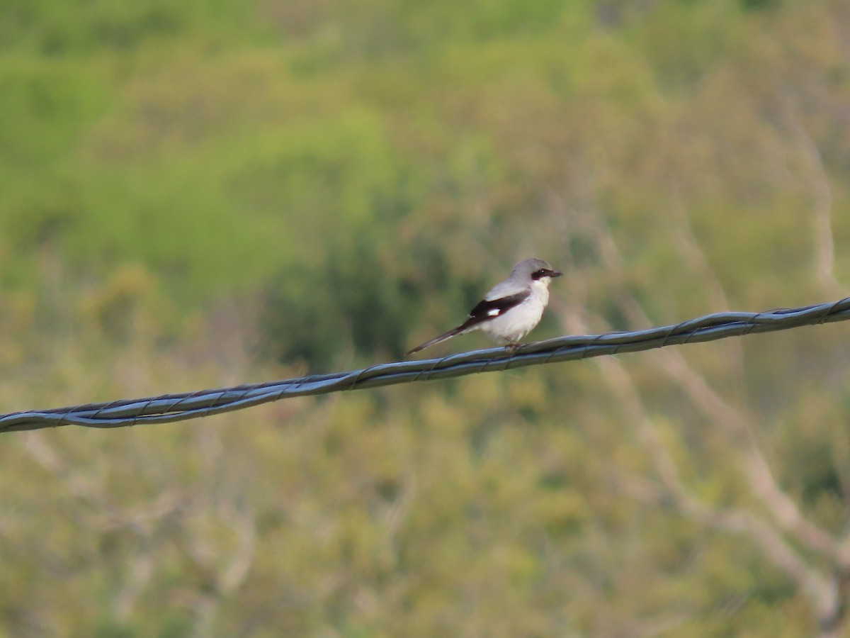 Loggerhead Shrike - ML635829554