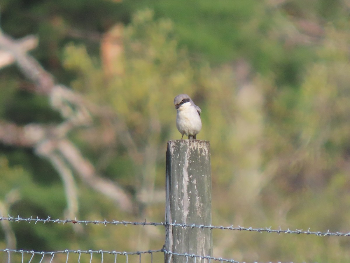Loggerhead Shrike - ML635829592