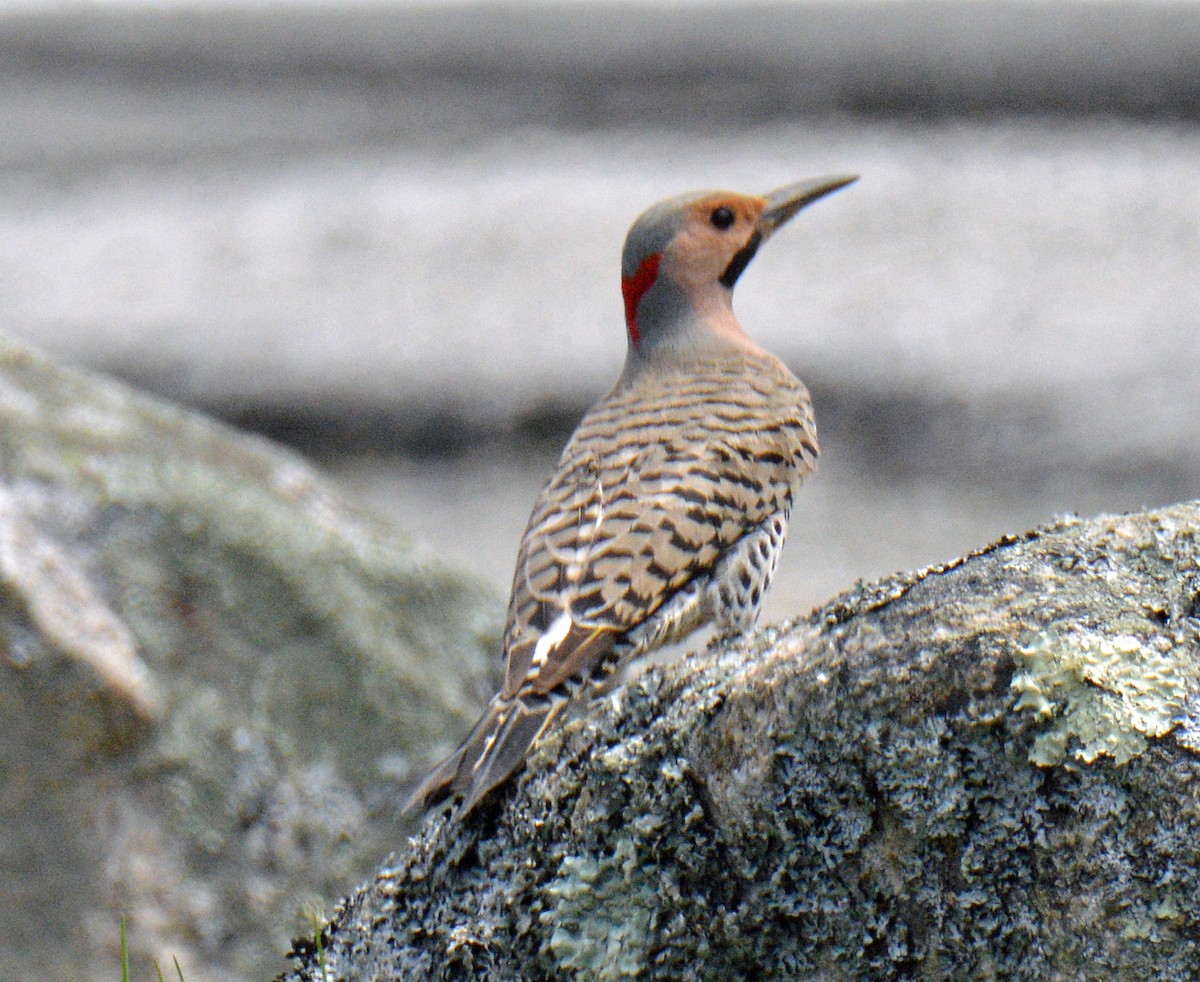 Northern Flicker (Yellow-shafted) - ML635829631