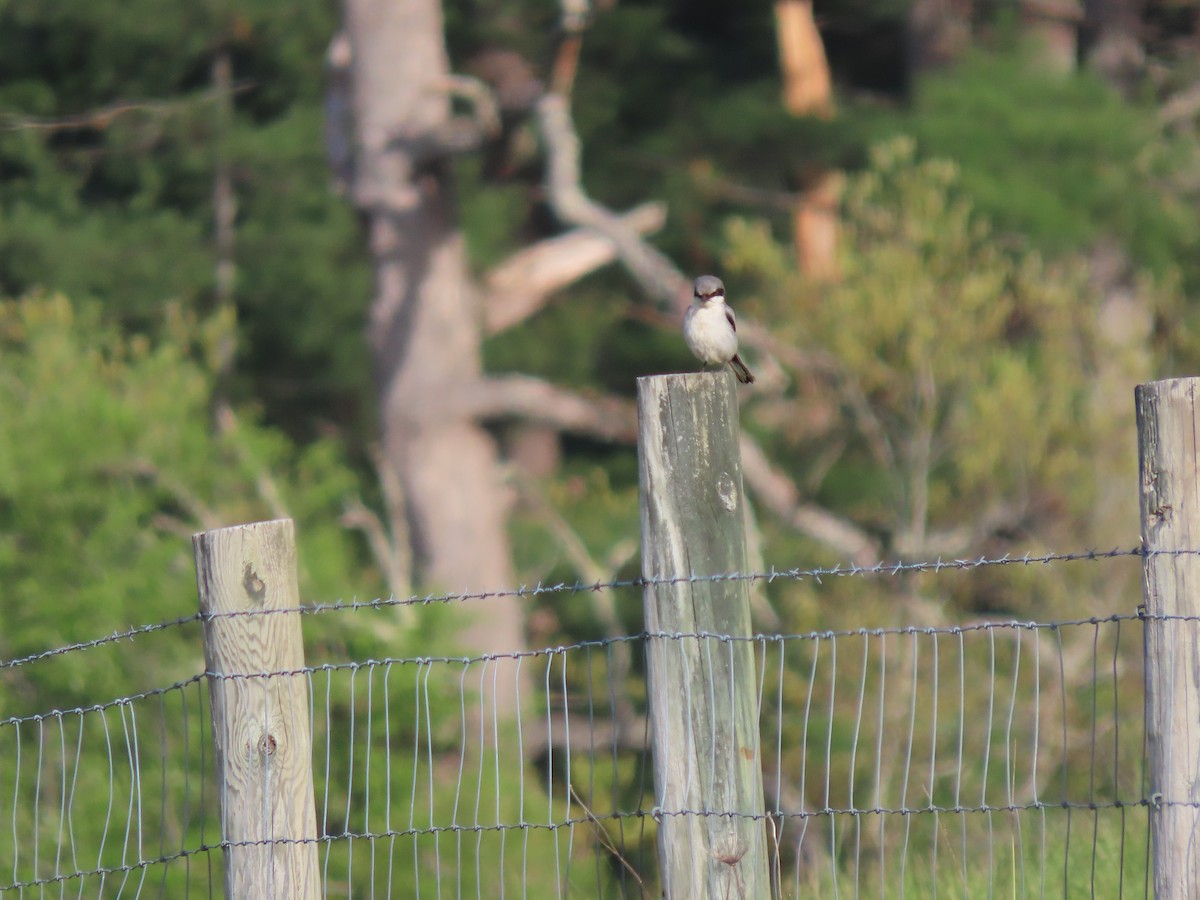 Loggerhead Shrike - ML635829641