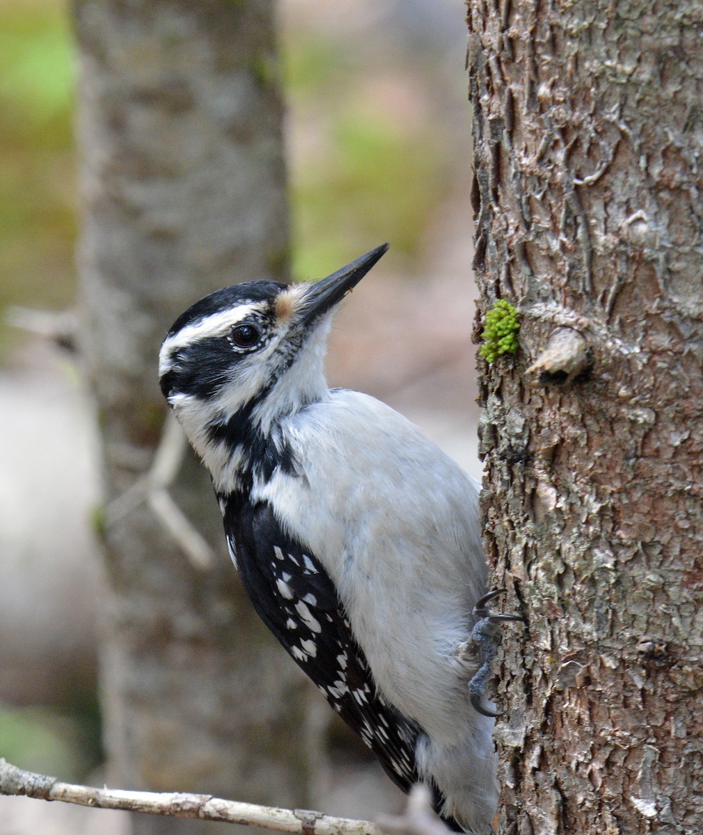 Hairy Woodpecker (Eastern) - ML635829673