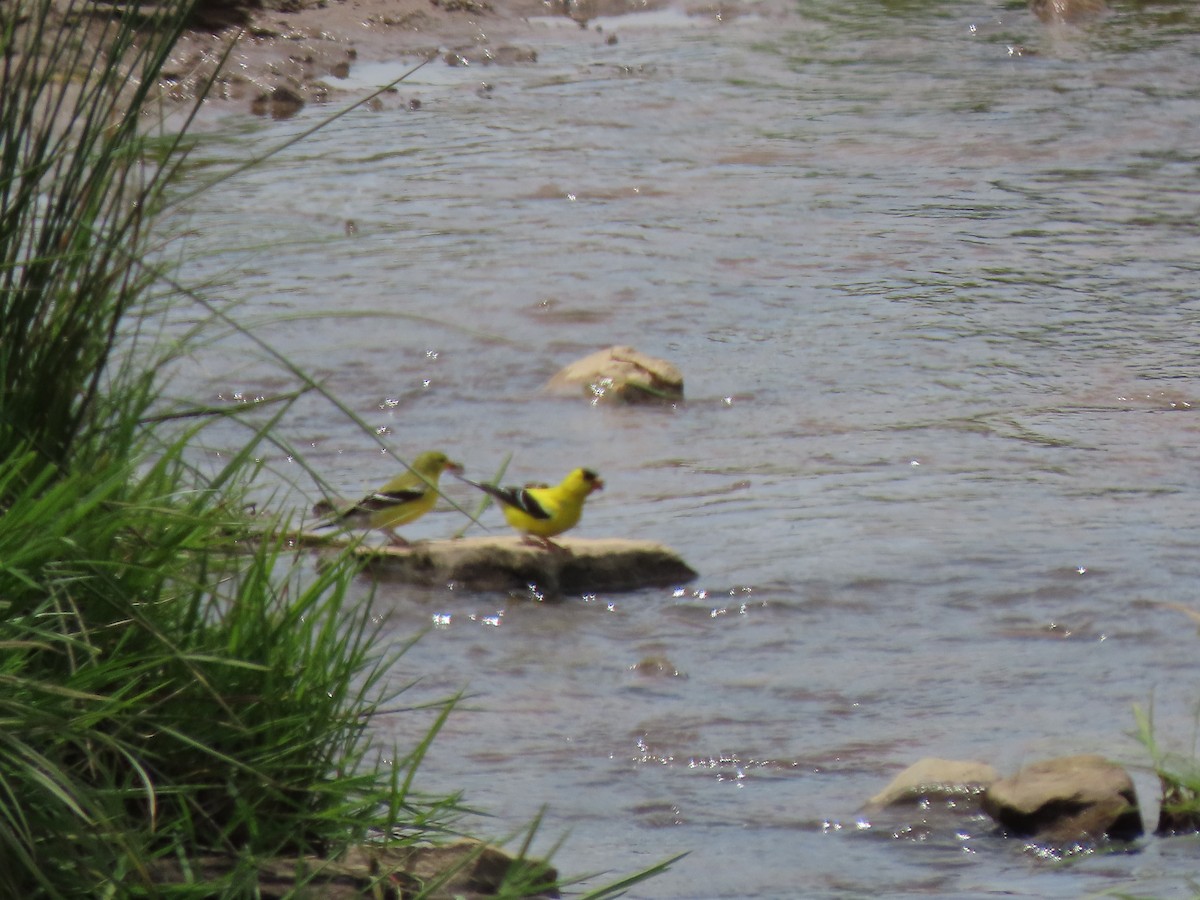 American Goldfinch - ML635829734