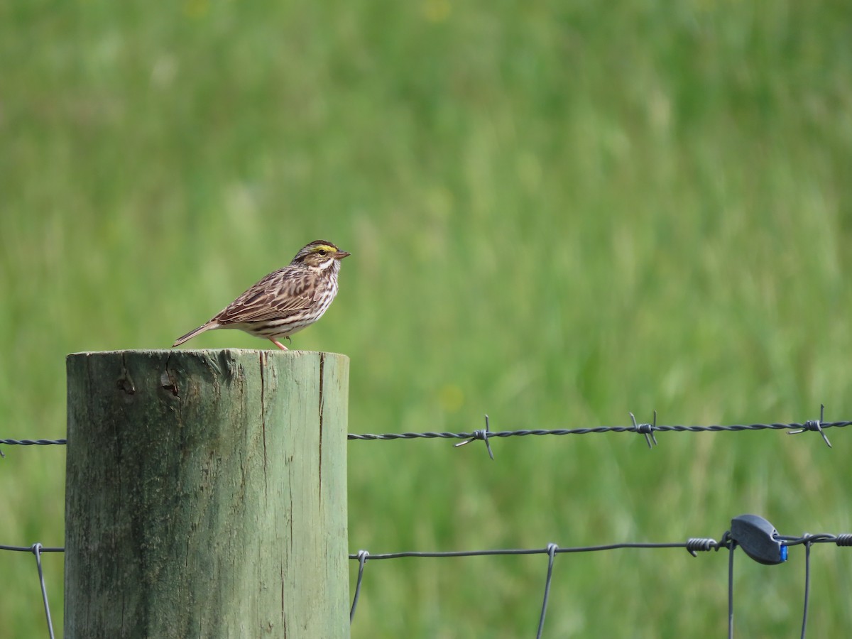 Savannah Sparrow - ML635829782