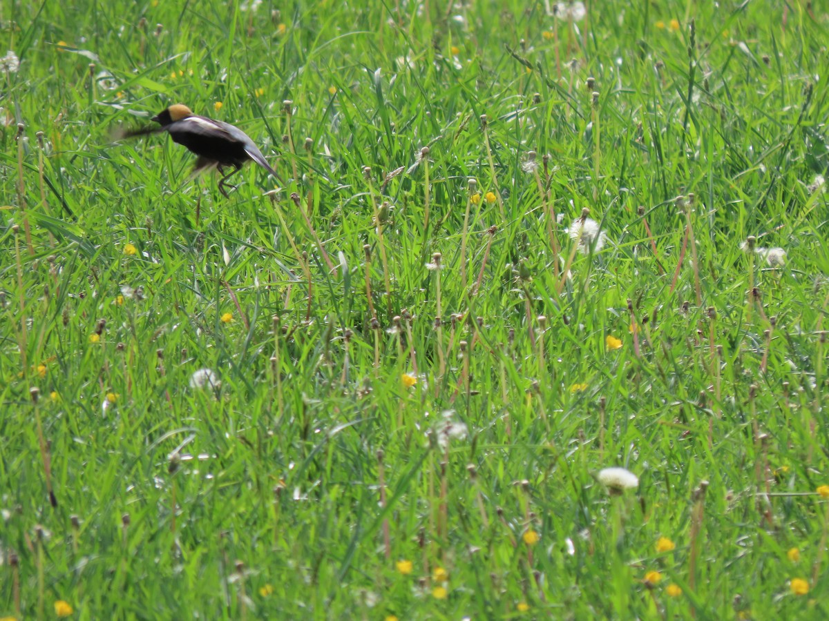 Bobolink - ML635829893
