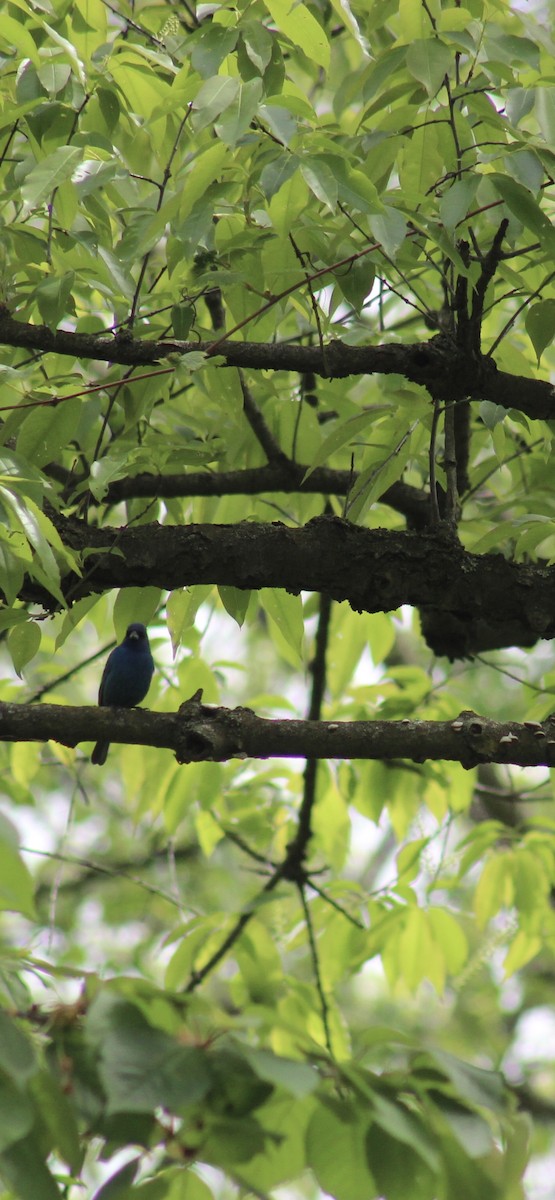 papežík indigový - ML635829903