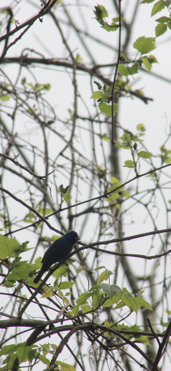 papežík indigový - ML635829904