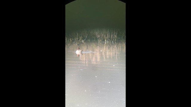 Red-necked Phalarope - ML635829958