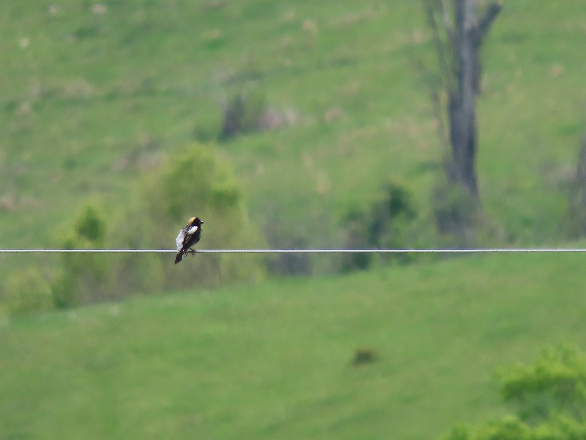 Bobolink - ML635829978