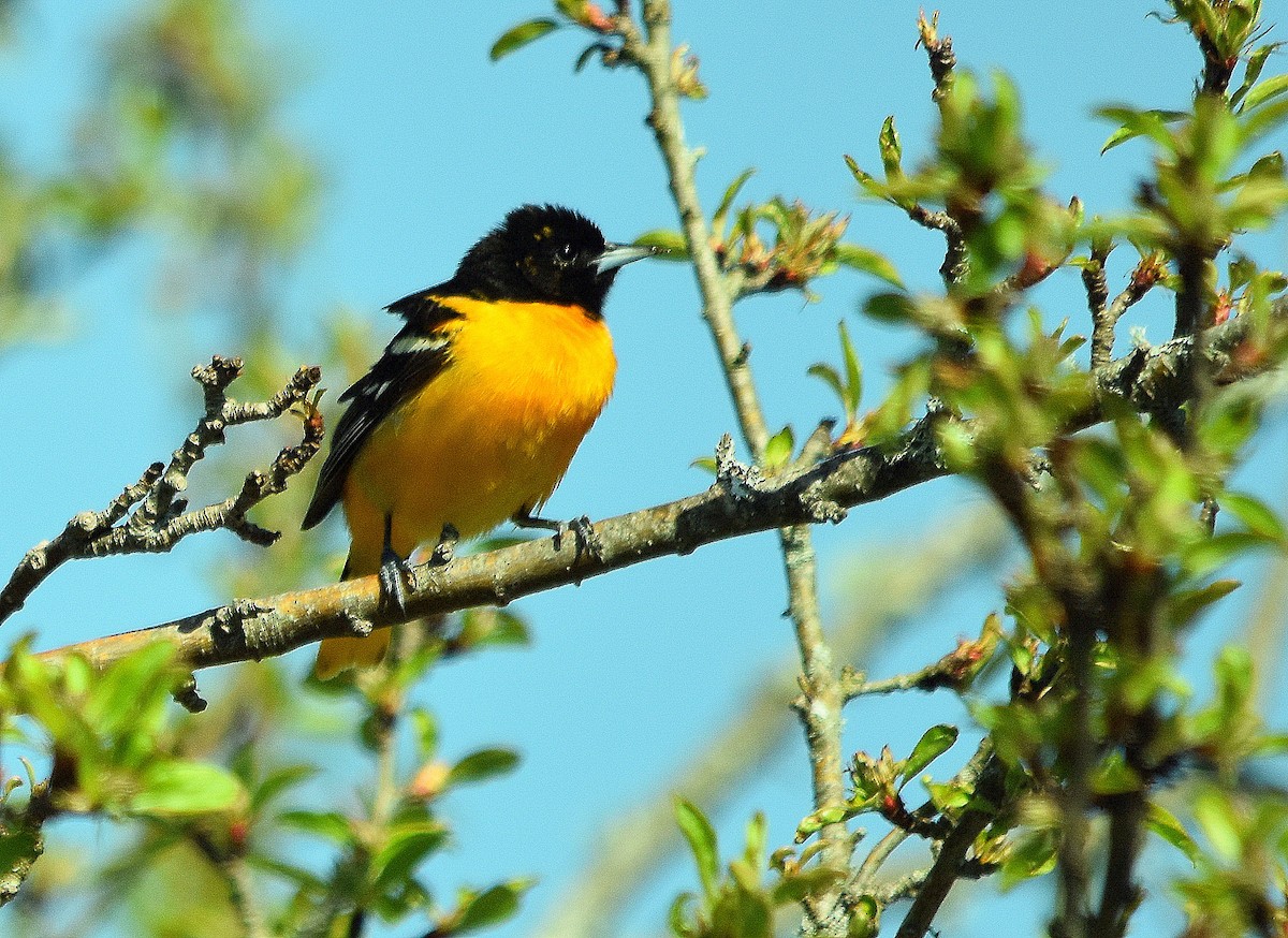 Baltimore Oriole - ML635829996