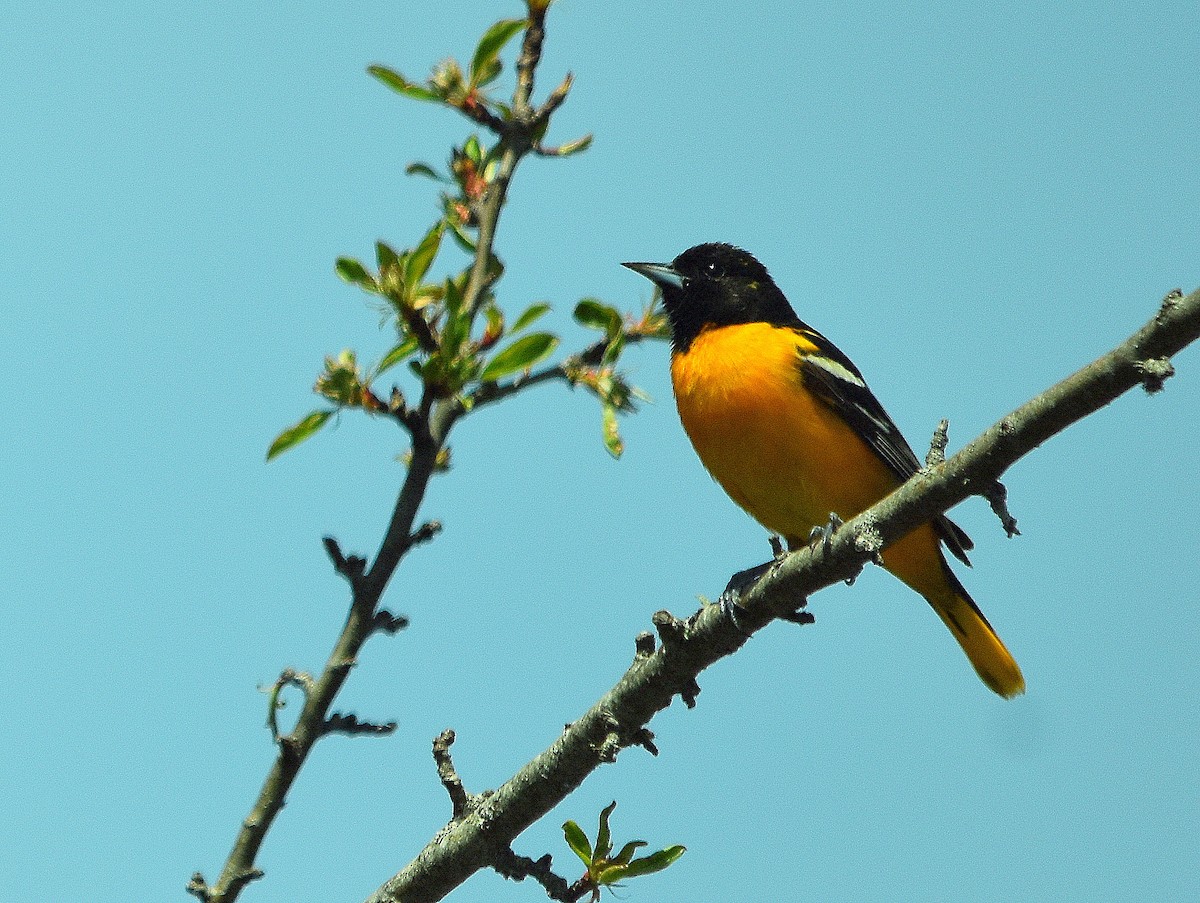 Baltimore Oriole - ML635830001