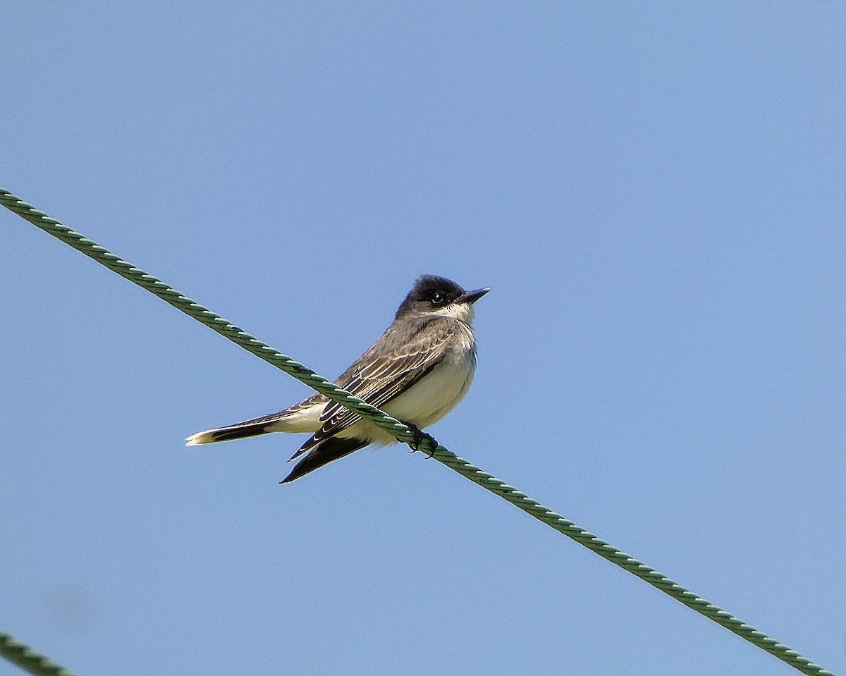 Eastern Kingbird - ML635830019