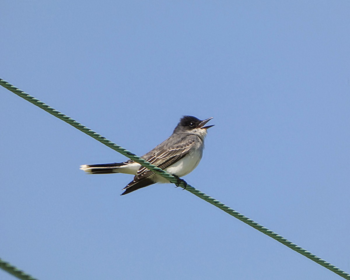 Eastern Kingbird - ML635830031
