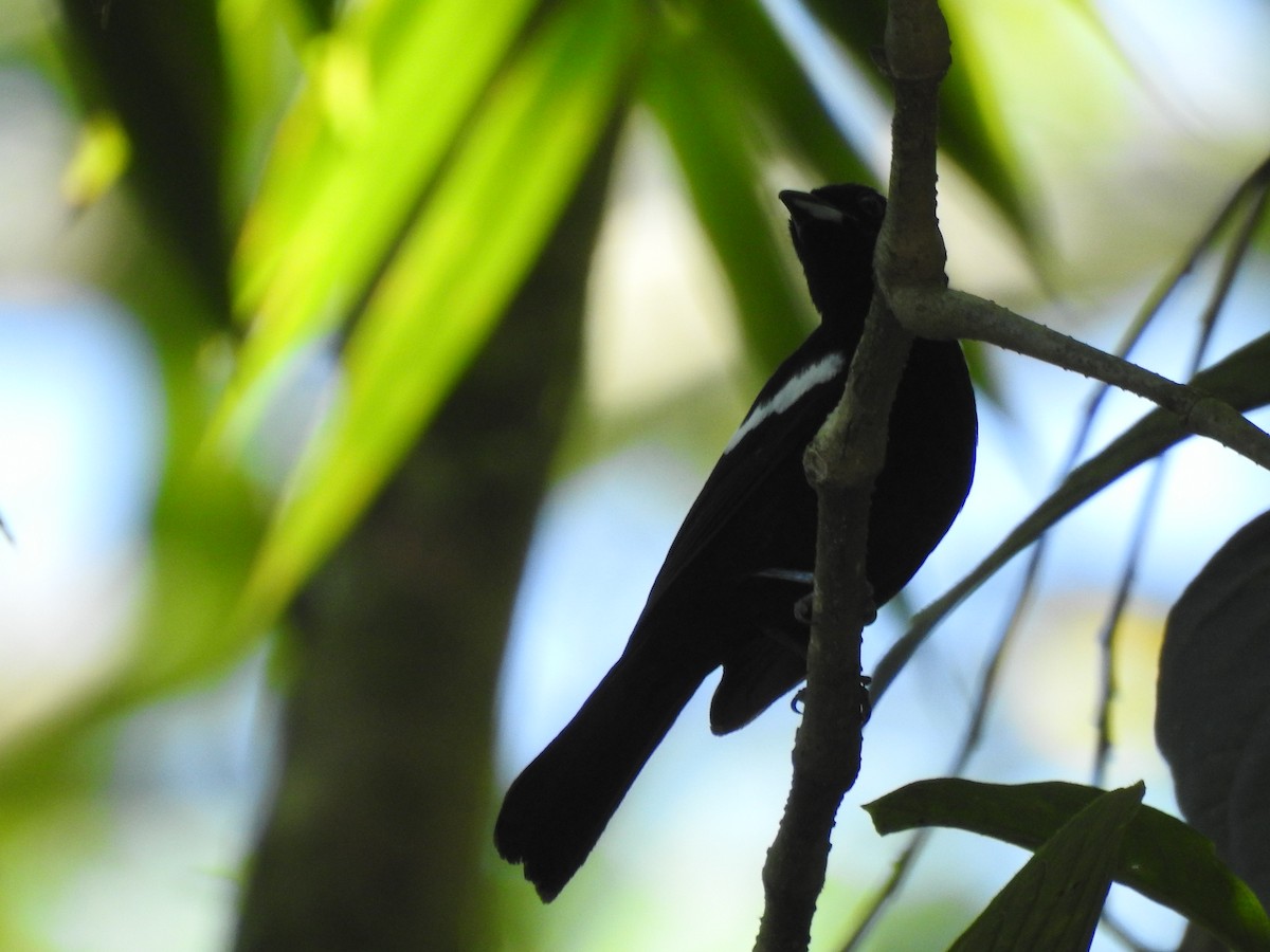 White-shouldered Tanager - ML635830101