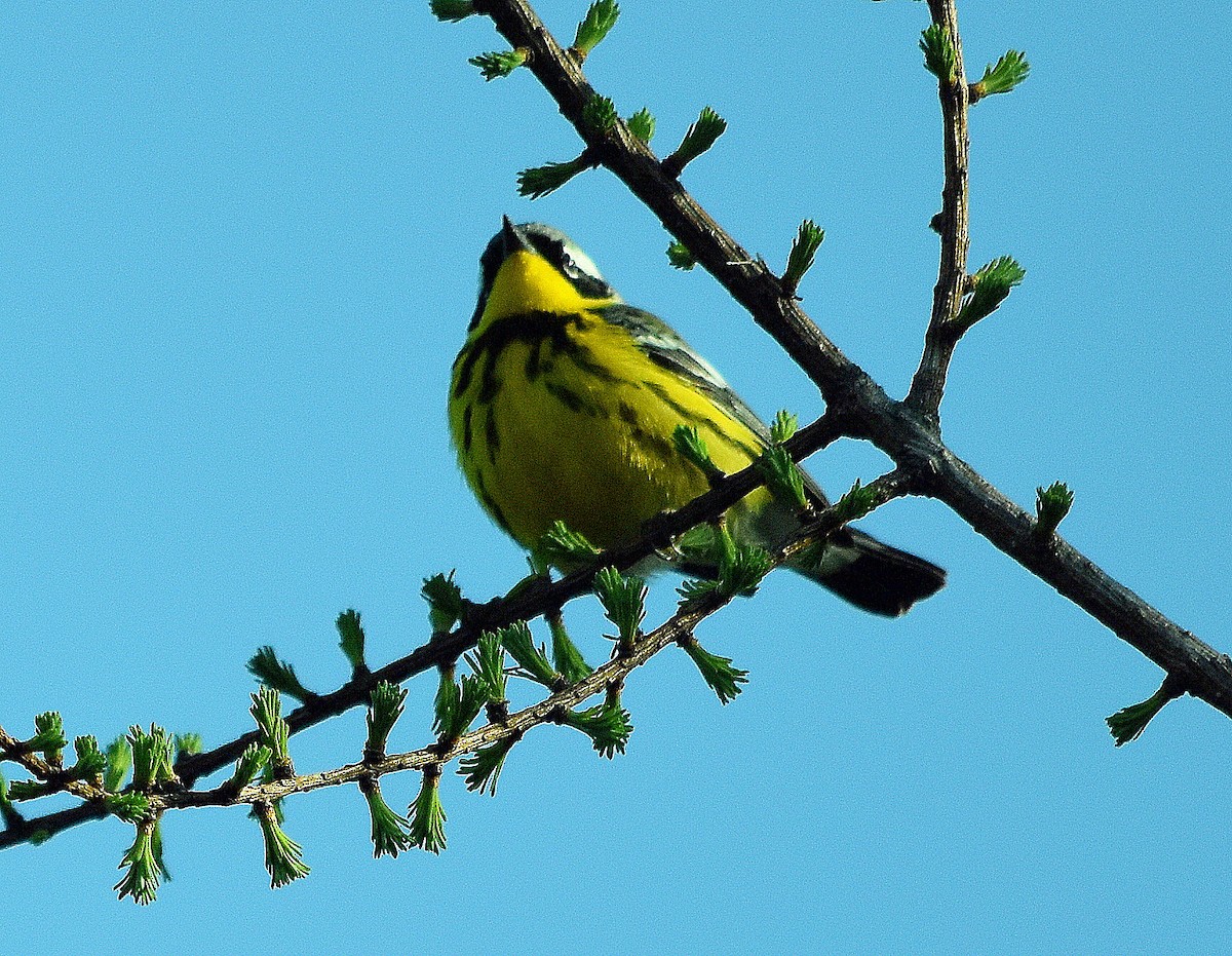 Magnolia Warbler - ML635830114