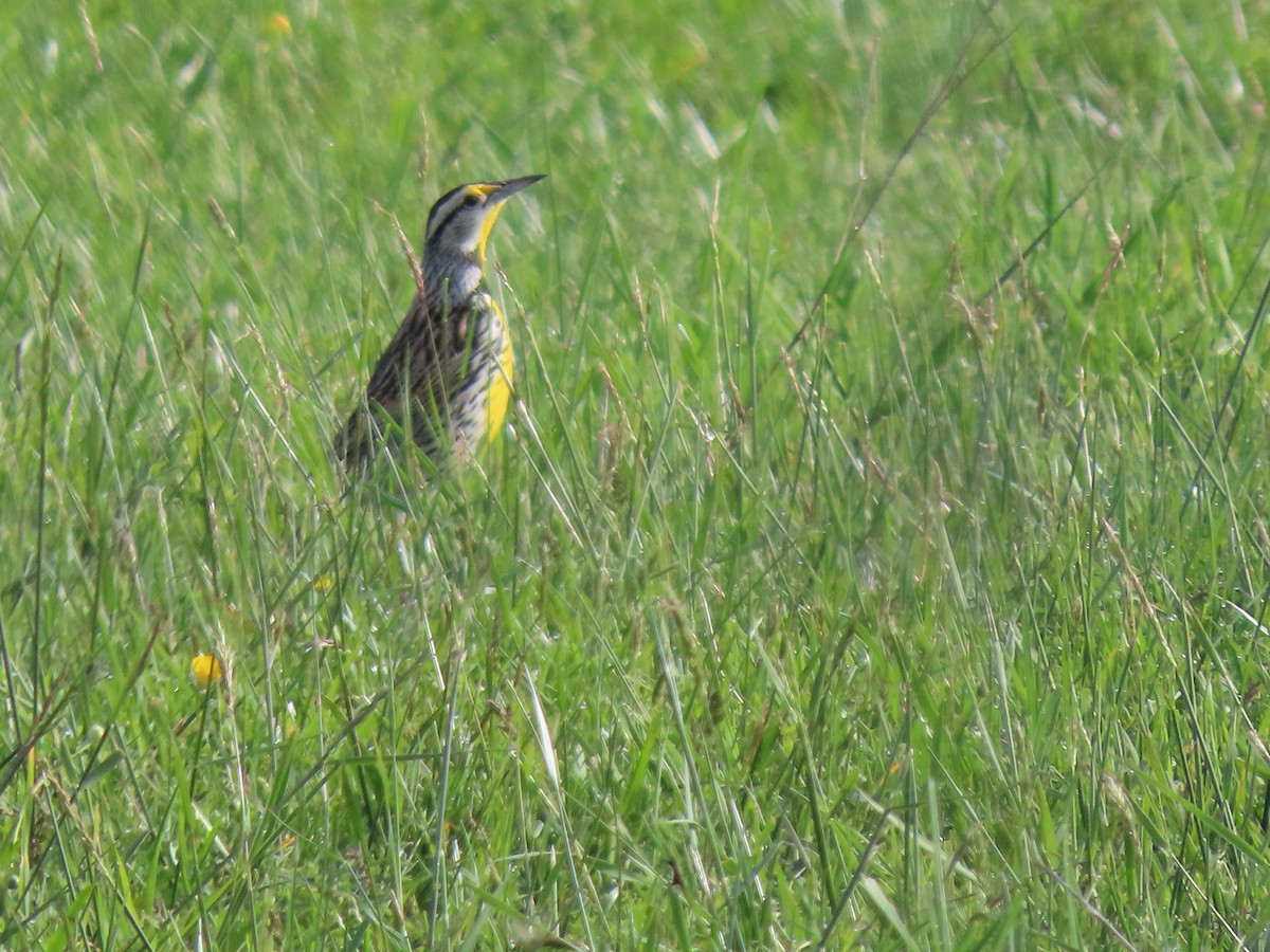 Eastern Meadowlark - ML635830144