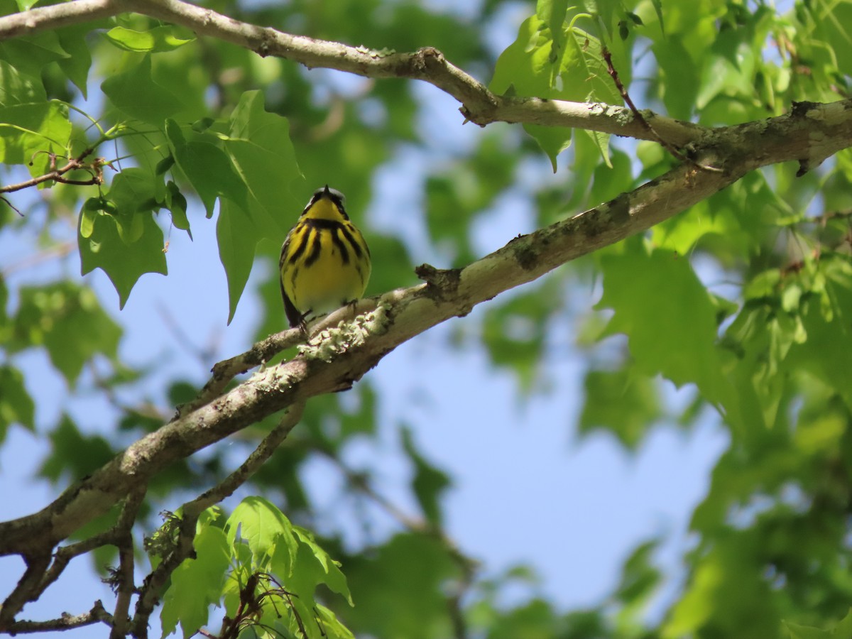 Magnolia Warbler - ML635830172