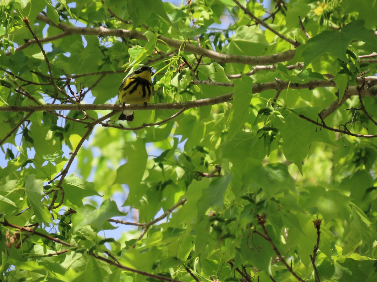 Magnolia Warbler - ML635830182